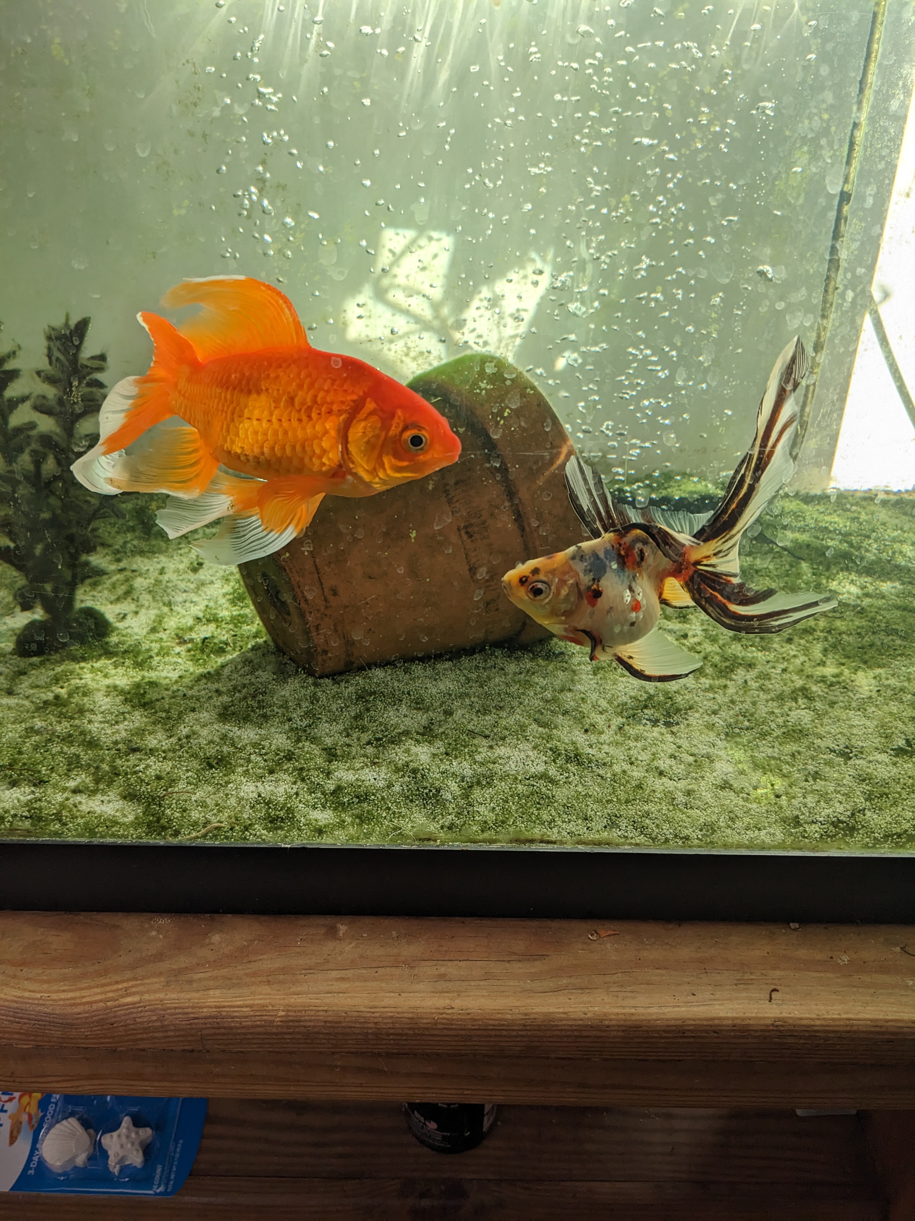 Two goldfish, one large orange and one calico fancy.