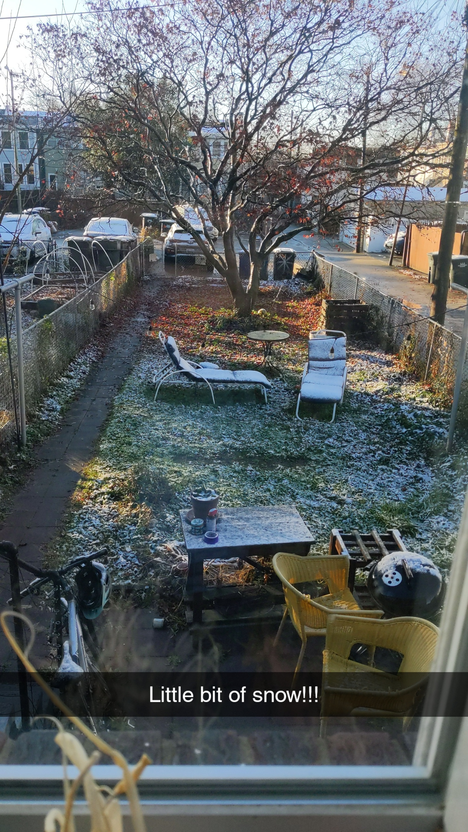 A lightly snow-dusted city backyard with a japanese maple.